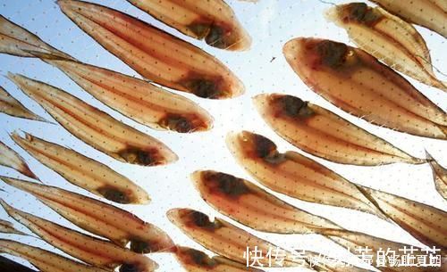 生活环境|再次忠告4类鱼需要少吃,营养少还伤身体,多数人还经常吃