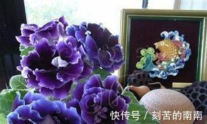 花卉|此花，特别喜阴，家里采光不好也能养，开花又大又鲜艳