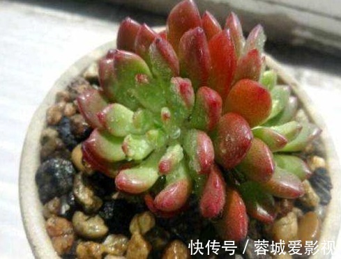 秋季雨水多,养多肉该不该淋雨?摸清这些前提,越养越漂亮