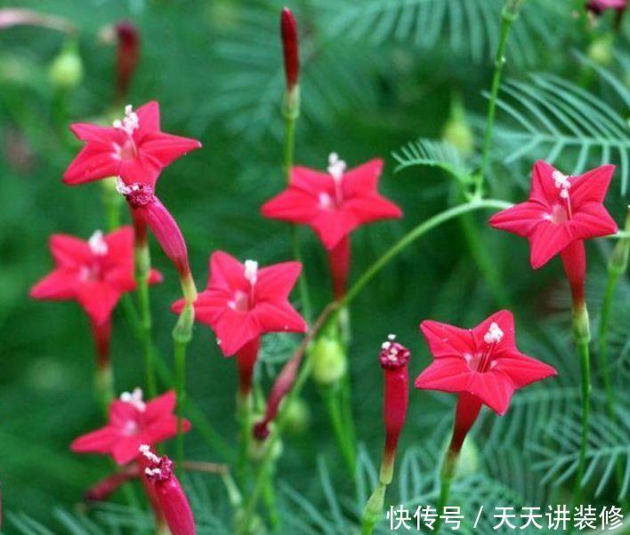 超好养的几种花,花量超大的,一开就是200多天