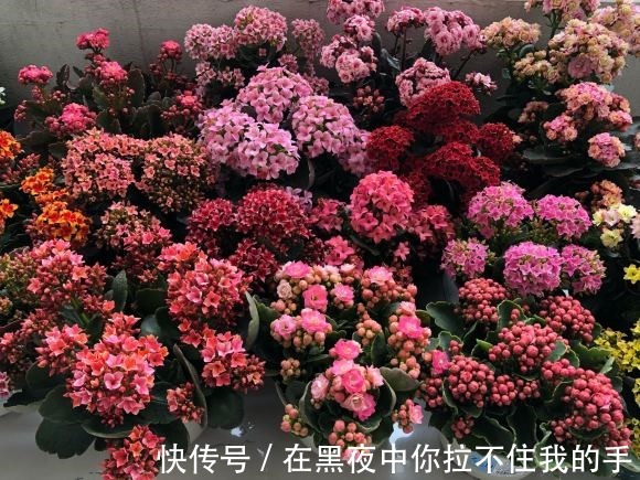 秋天到长寿花“撒欢长”，教你3个窍门，摁住枝条，长花苞