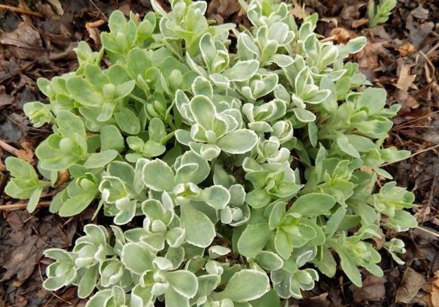 晨光|天生就带锦,生命力强大却价格便宜多肉,它就是冰冷晨光