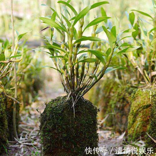 这3种花“脾气”硬,给点水就长新枝,养在石头上还能开花