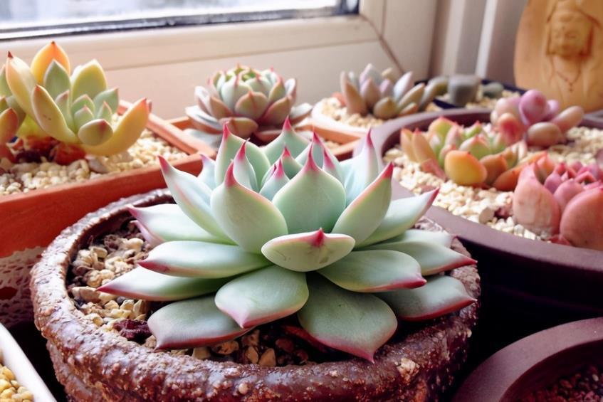 姬胧月|养多肉，若想茎叶肥美，速成老桩，该掌握哪些诀窍？