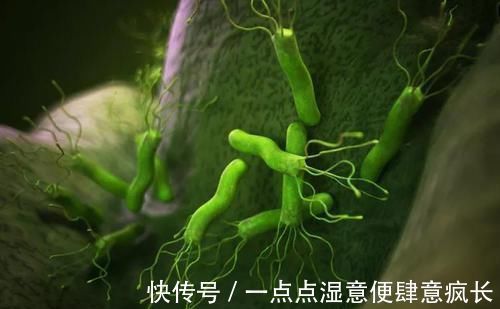 幽门螺杆菌|幽门螺杆菌的“敌人”,没事喝一口,修复胃黏膜,甩掉多年老胃病