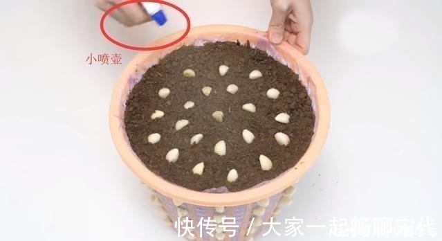 大蒜|一个垃圾桶,能种出一桶蒜!多到吃不完,以后家里一年都不用买了!