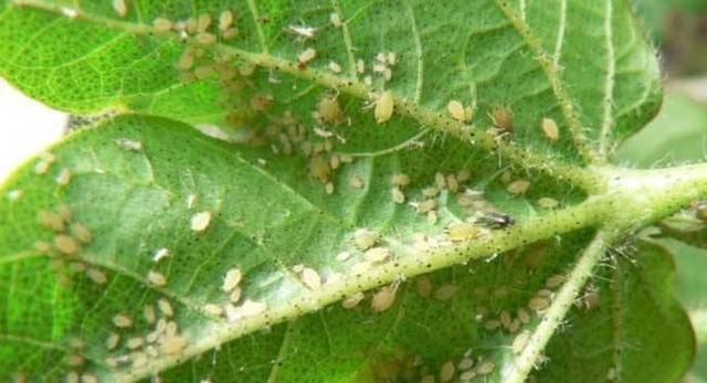 生根|全民养花季,教你6个“养花绝招”,杀害虫促发芽,扦插生根快