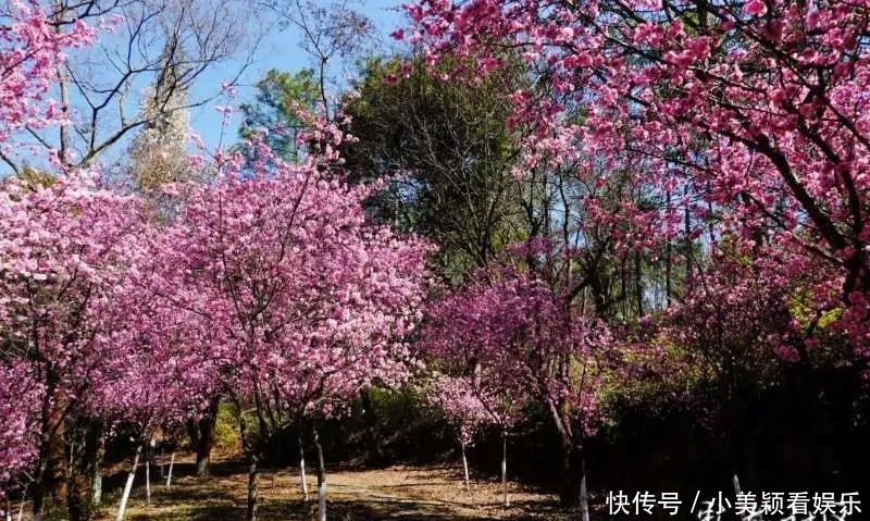 一条街|春城春意浓，西山区赏花正当时