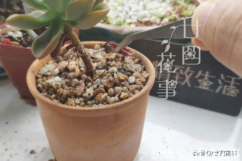 2个“小动作”，让你的多肉，在秋天更容易出状态，变群生