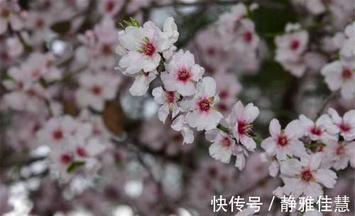 春风先发苑中梅&白居易这首诗写得很美，同样达到了诗中有画，画中有诗的境界！