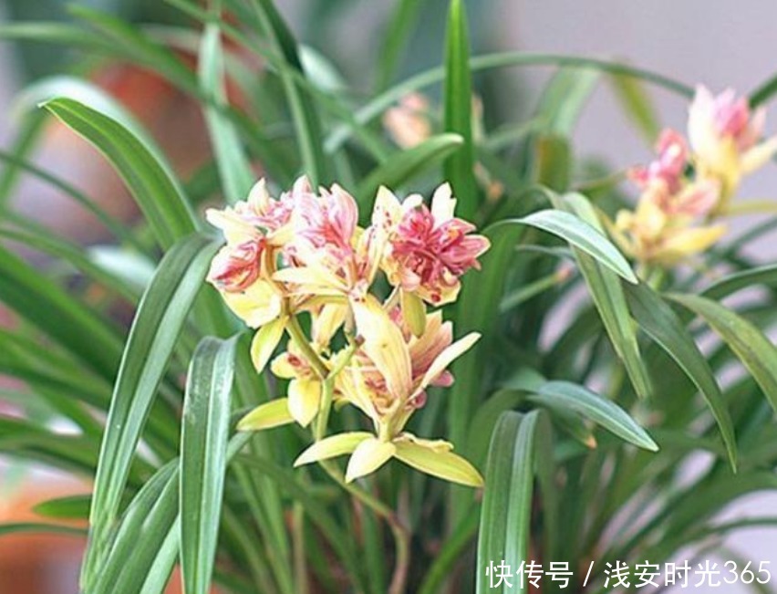 香水|最香的“3种花”，比法国香水还香，养在阳台，满屋子飘香！