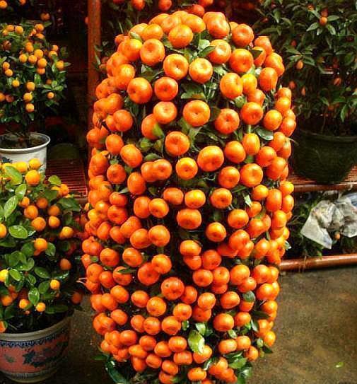 家里种“好树”,子孙一直富,6种“吉利树”,养得越久越吉利