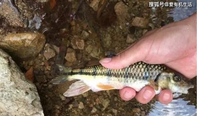 农村这种鱼，一般生长在水流清澈的小溪里，咬钩凶猛，红烧之后鲜香不腥