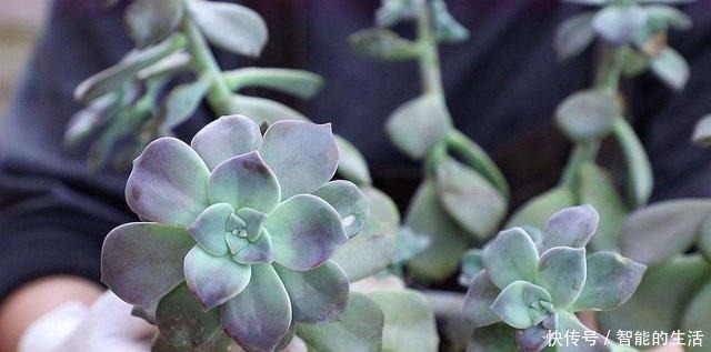 多肉植物|它被称为多肉植物中的黑马,长速快,适应能力强,不种一盆就亏了!