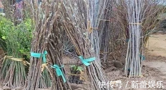 玉兰|家门口种棵“吉祥花”，满树都开花，还有“镇宅”好兆头