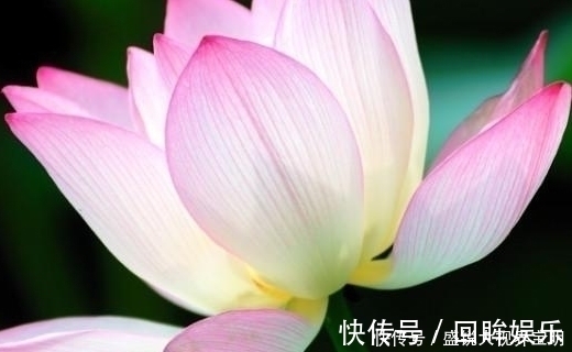 菡萏!荷花有33个名字,不说不知道,12首经典古诗词,都是写荷花的