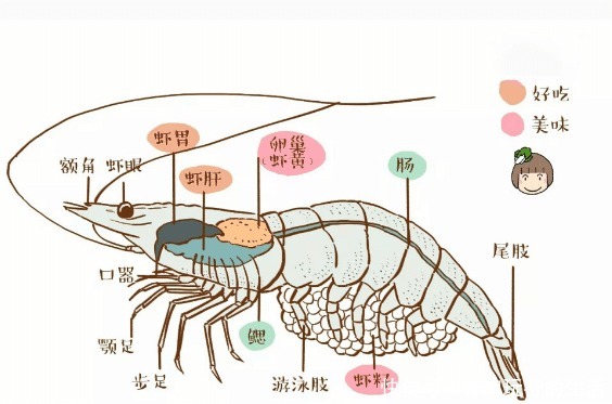 吃大虾时，虾头里面是“屎”还是“精华”如果不懂，那就尴尬了