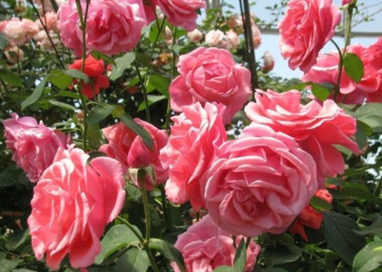 养花就养个花期长的,浇点水晒晒太阳就疯长,开花不断!