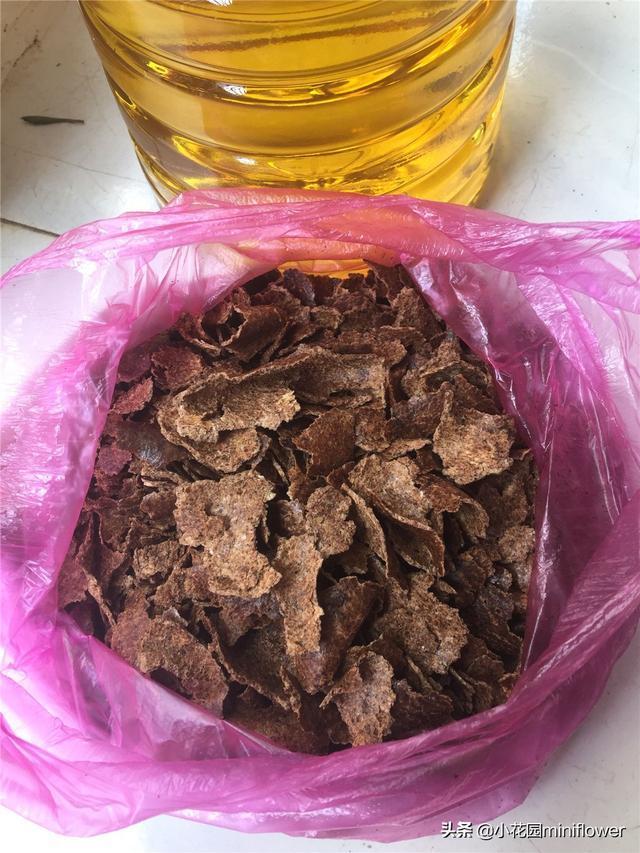 君子兰最爱“3种肥”,很好找,10天追一次肥,入秋开花翻一倍