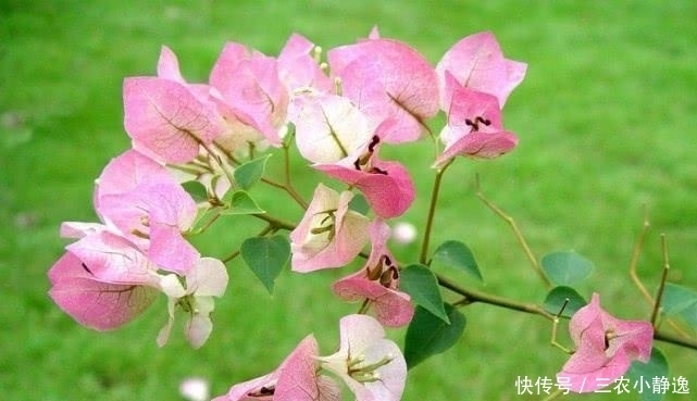 解决|阳台上种植三角梅总是只长枝条不开花, 用这两个办法完美解决