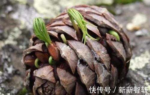 多捡些松果带回家，一处理埋土里，轻松长成精致的绿植盆景