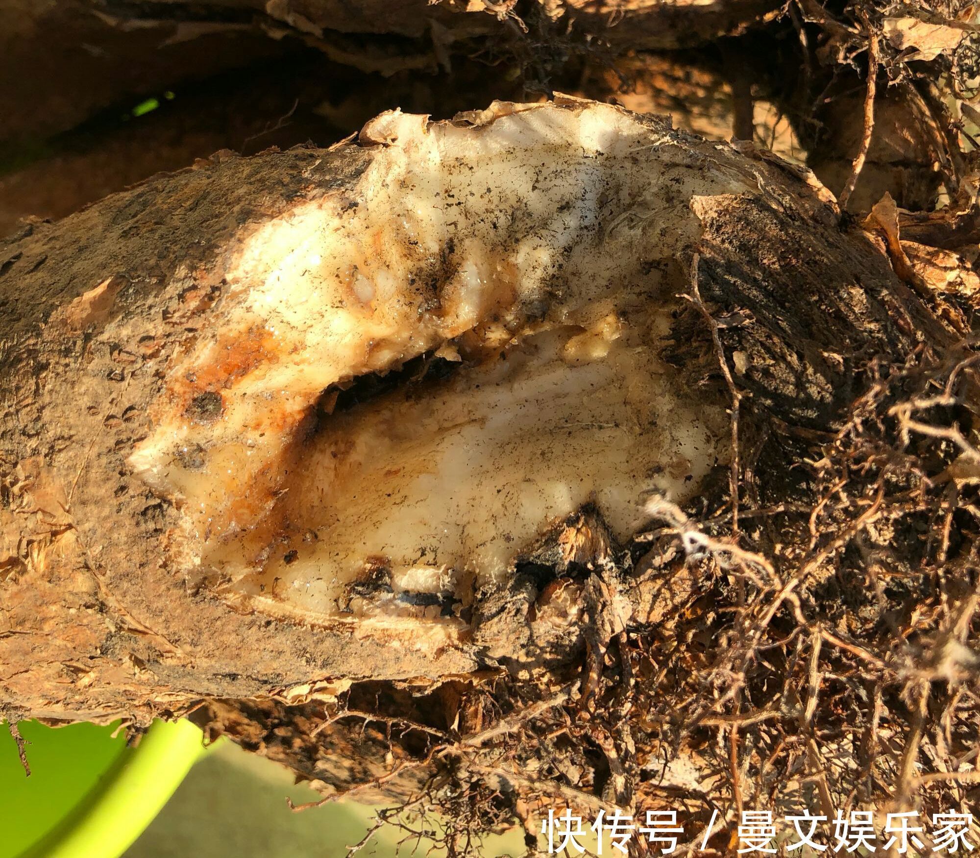 绝招|夏季给发财树换盆到底要不要浇定根水3种换盆方式不同浇水绝招