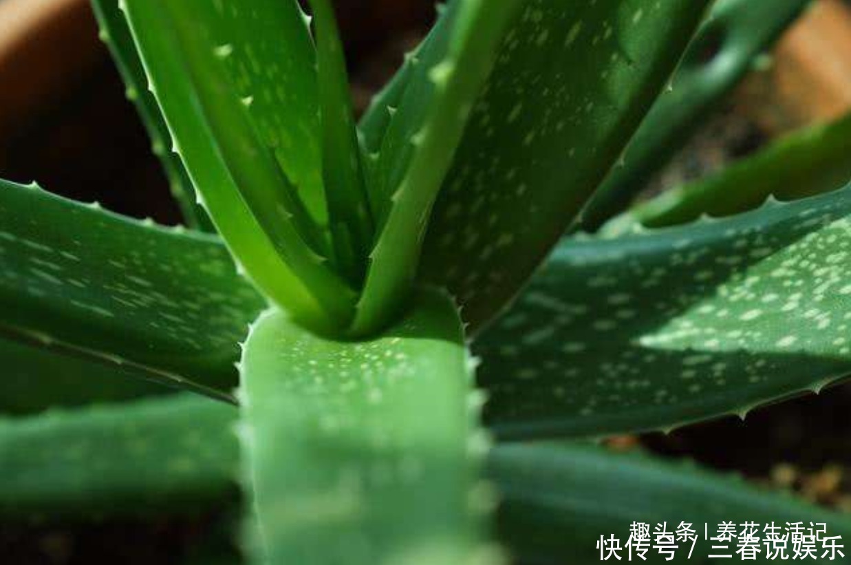 浇水|家养芦荟半死不活多半浇水不正确,改善后生长快叶子肥胖