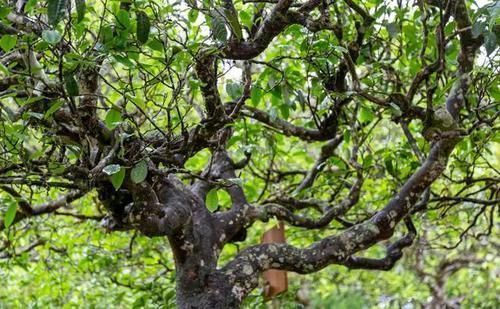 儿茶素|喝完茶胃很饿:茶多酚里这类物质高达75%,多喝会年轻