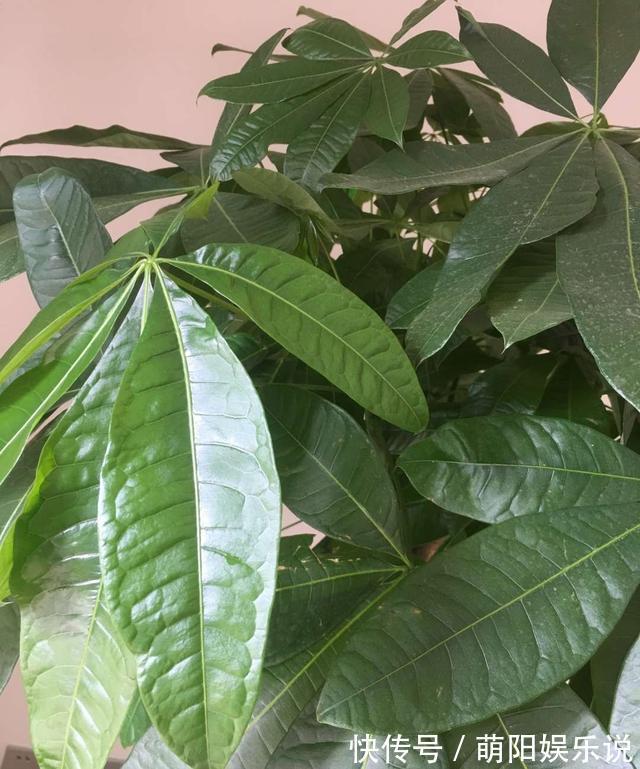 白掌花|旺财旺运的5种盆栽,好看好养,放家里一盆不吃亏