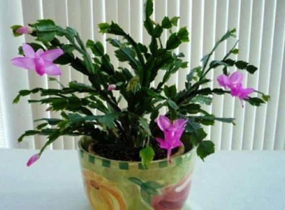 蟹爪兰|长寿花和蟹爪兰可以做邻居吗原来这么“养”，枝叶茂密花开不断