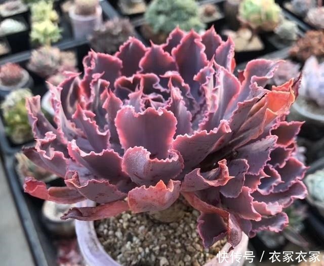 这几种多肉不适合盆栽,地栽才能更肥美艳丽,很多人都不知道!