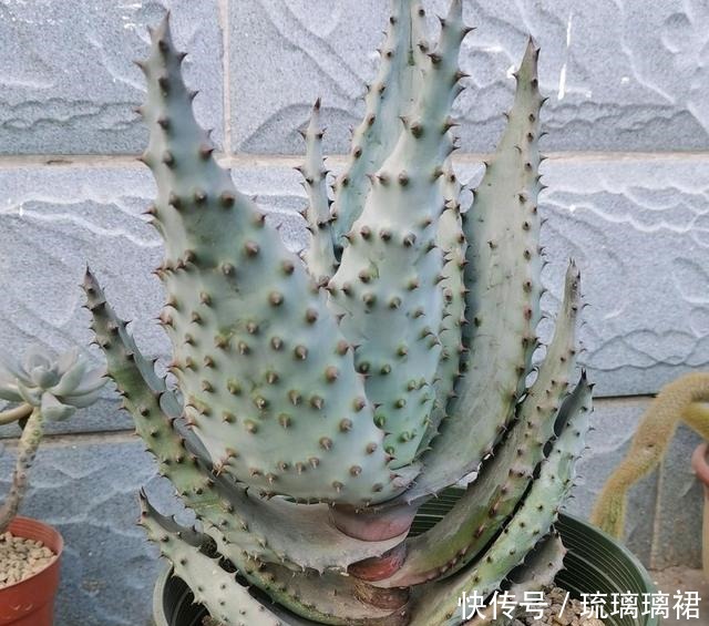 小菊|阳台小,建议养这4种“便宜花”,不占地方!