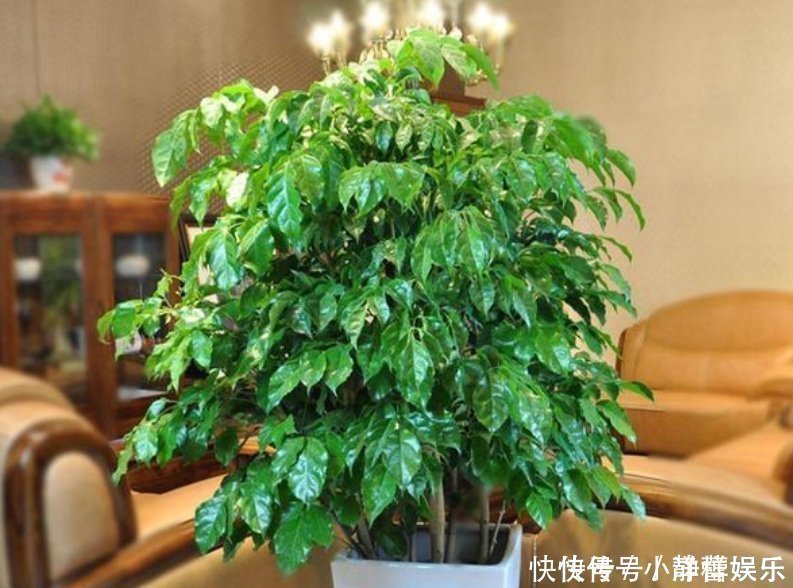 家里最适合养这3种花,净化空气,养在客厅上档次,漂亮又实用