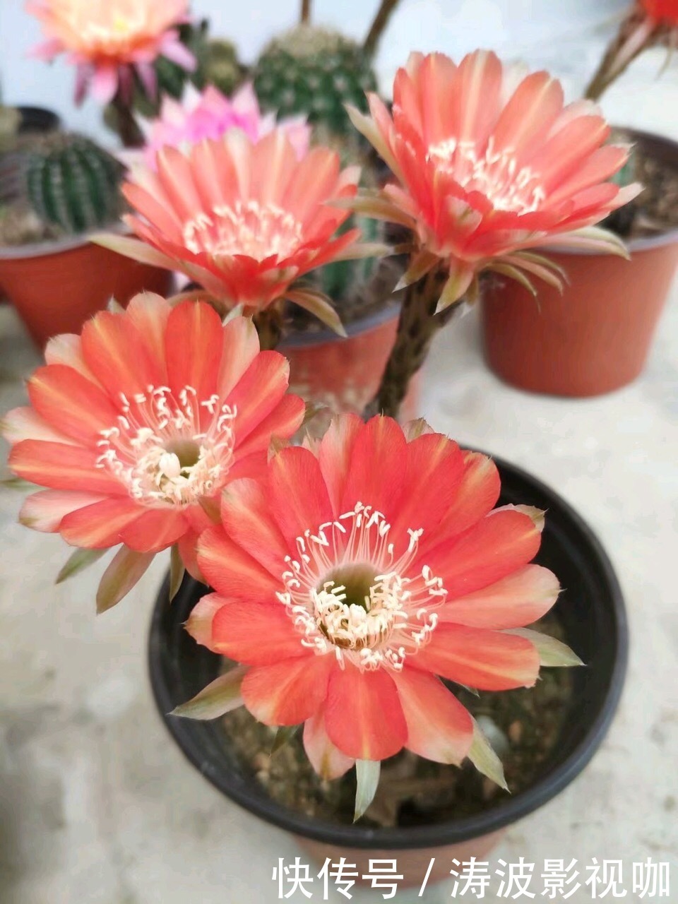 种花|常见的2种花,夏天多“切几刀”,才能呼呼冒“新芽”,翻倍的长