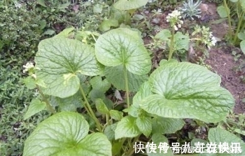 黄芥末酱|农村这种植物，味道难闻遭嫌弃，如今180元一斤，多吃能防蛀牙