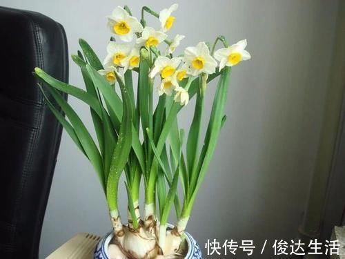 室内养什么植物“风水”好?此6种盆栽,人养花,花亦养人