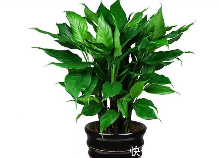 龙舌兰|3种霸气“吸毒”花,“镇宅旺财”,但是有毒,养花要知道