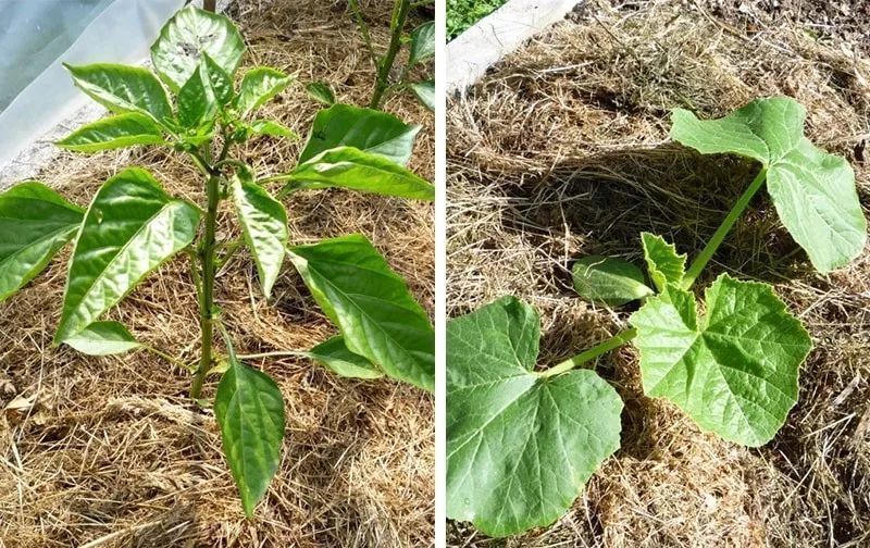 垃圾|碎草渣用来养花的三大好处，别把它当垃圾扔掉了