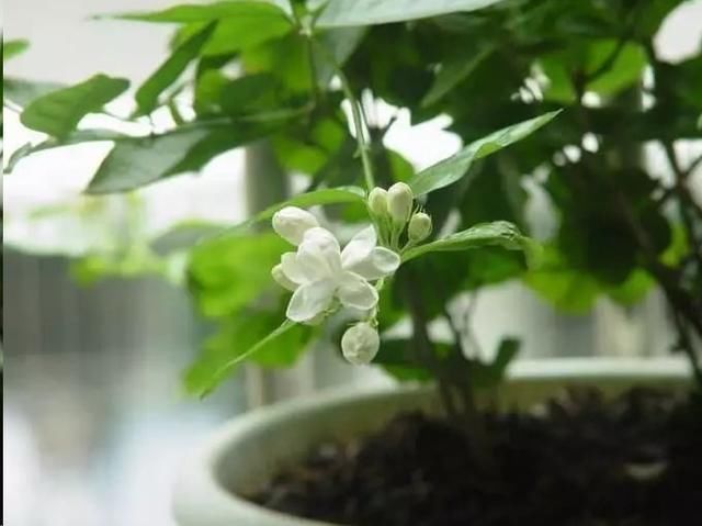 茉莉花花后这样做,一茬接着一茬开,还能一盆变多盆