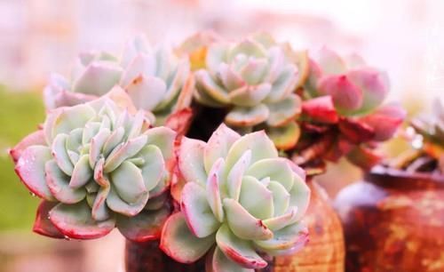 景天科|3种多肉别嫌丑,这样控养秒逆袭,变身后,“仙气飘飘”惹人爱!