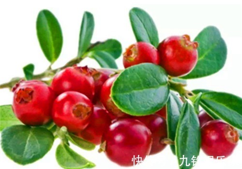 排毒養顏|女性不想顯老，常吃4種食物，營養豐富，健腦益智，好處多多