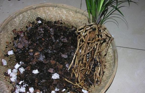 兰花换盆真的不分时候?不要太盲目了,遇到这种情况,快点换盆