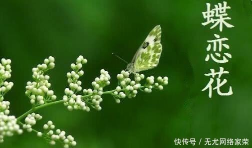 一枝花！“天涯何处无芳草”后一句，并非“何必单恋一枝花”，而是这句话