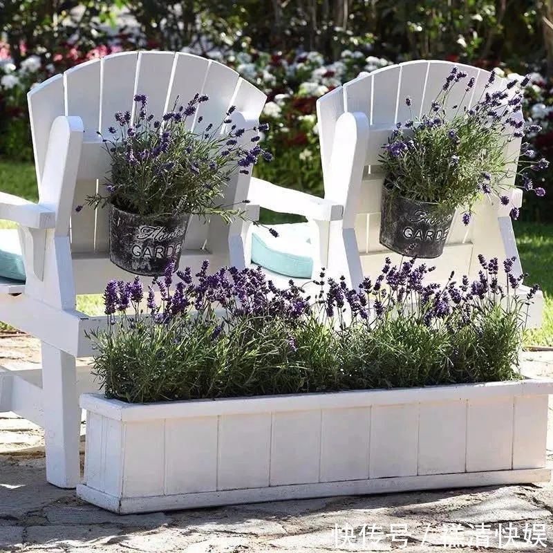 人养花、花也养人,一花治一病,这八种“健康花”,你家养了几种