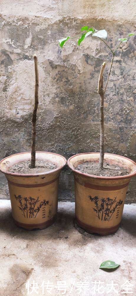 懒人扦插法，轻松就能完成，成活率还老高