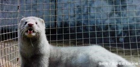 西游黄风怪绝招是风 铁扇公主芭蕉扇刮的也是风 猴虽都是风 滋味大不同!