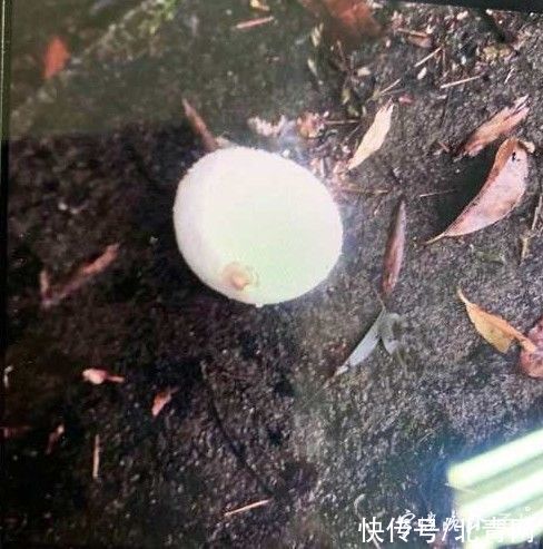 中毒|多人食用后中毒，这东西近期常见！医生：没有特效药，死亡率很高…