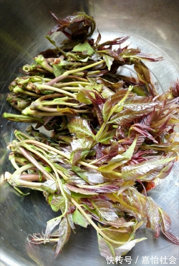 开胃菜|香椿拌豆腐，开胃解馋，味道鲜美