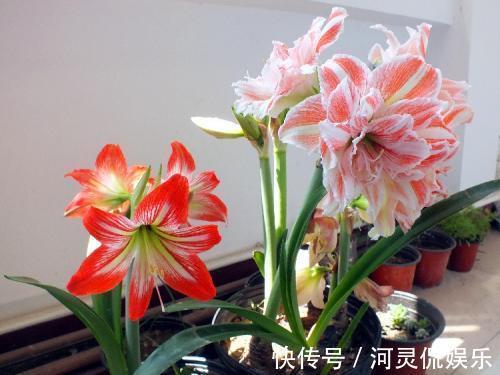 6种“懒人花”可真皮实,一个月不浇水,太阳越晒,开花越泼辣