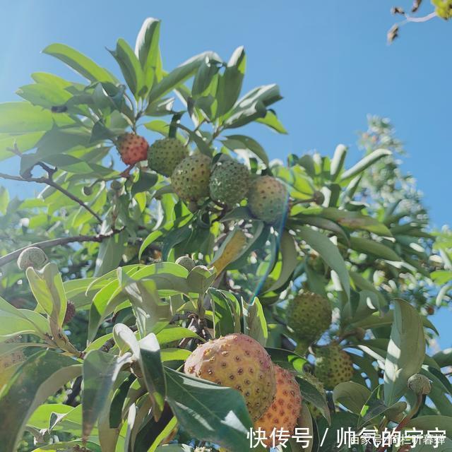 秋韵#【七绝·秋韵】清风伴我不孤行,晨起轩窗有鸟鸣